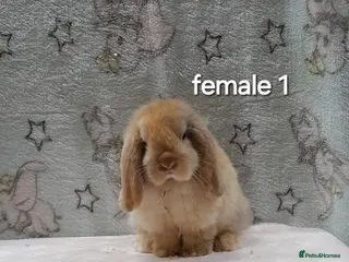 Mini Lop rabbits for sale: Purebred mini lops - Advert 1