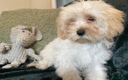 Maltipoo dogs for sale: maltipoo puppies for sale  - Image 31