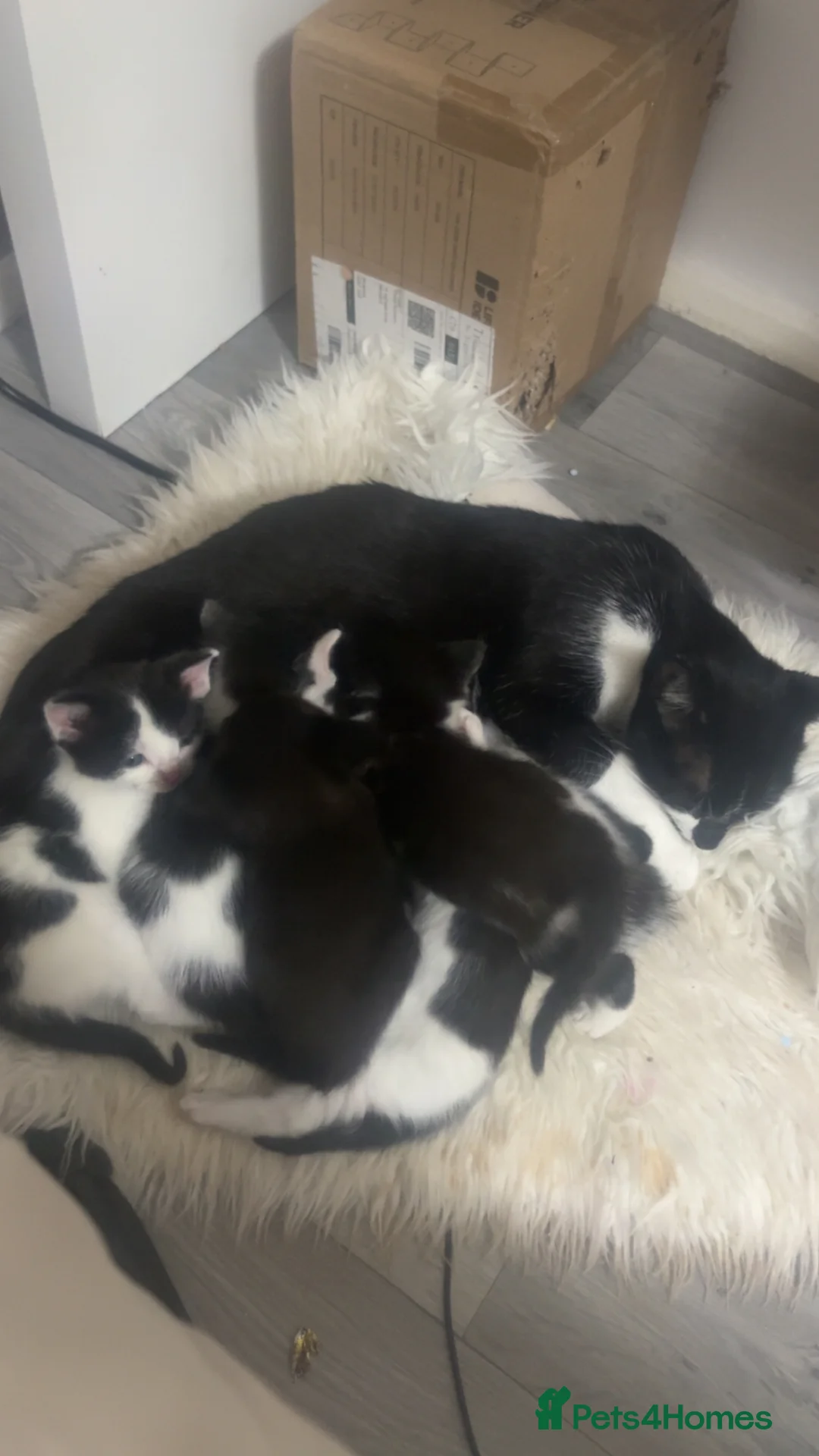 British Shorthair cats for sale: £65 gorgeous black and white short hair kittens - Advert 11