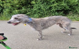 Whippet dogs for stud: Bedlington Whippet Stud. - Image 11