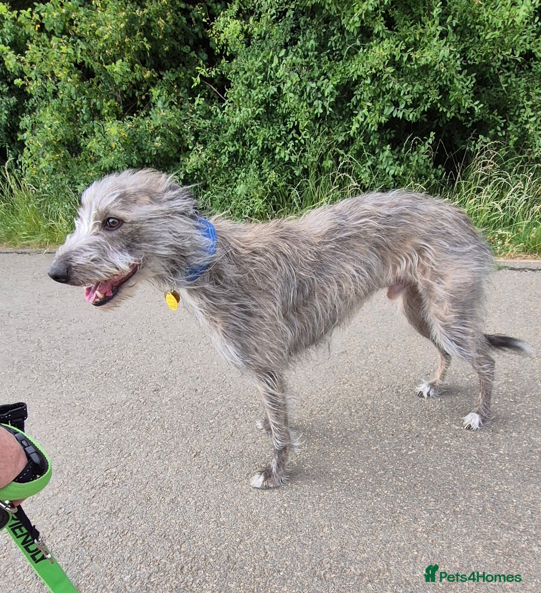 Whippet dogs for stud: Bedlington Whippet Stud. - Image 11