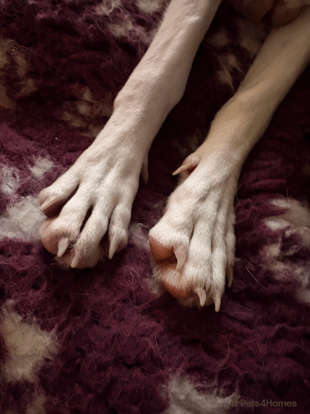 Mixed Breed dogs for sale: Sweet boy Hudson looking for his family  - Advert 10