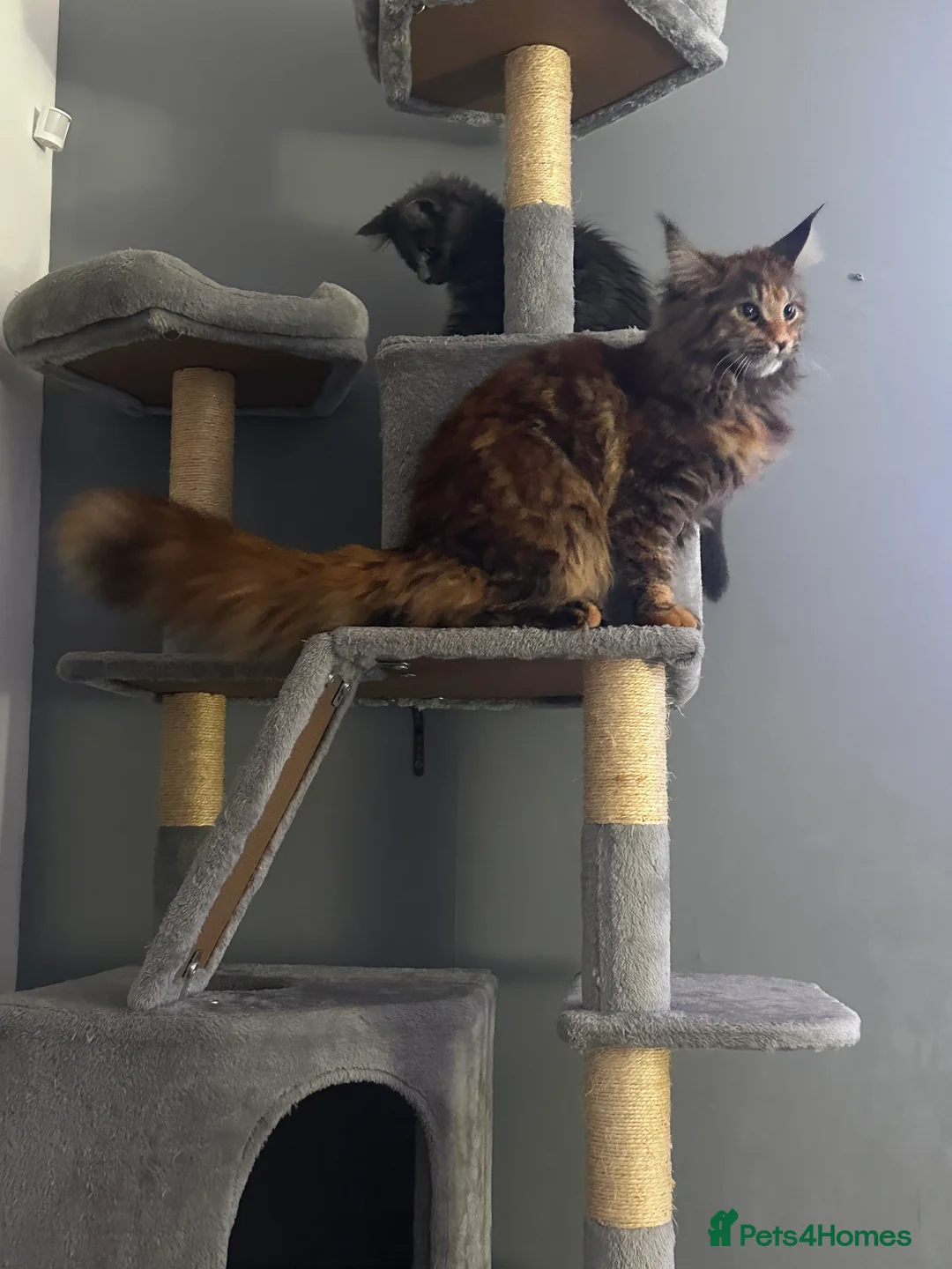 Maine Coon cats for sale: Maine Coon female looking for a new home  - Advert 1