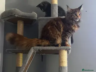 Maine Coon cats Maine Coon female looking for a new home - Advert 1