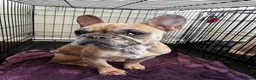 French Bulldog dogs for sale: 2 x kc French bulldogs  - Advert 4