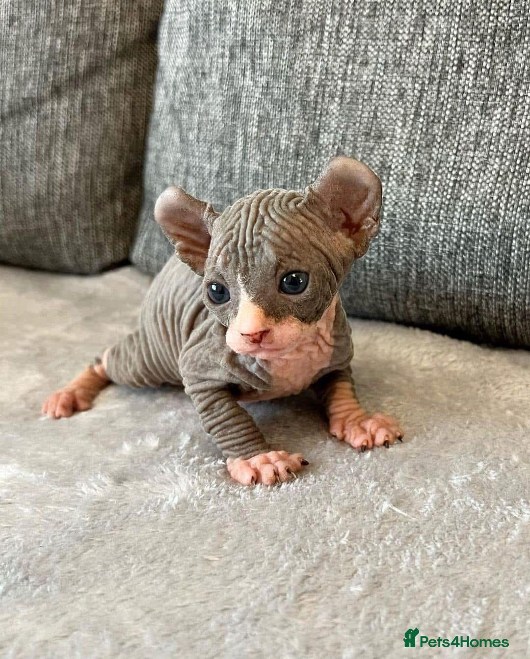 Sphynx cats for sale: Gorgeous pedigree sphynx - Image 8