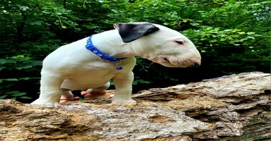 Bull Terrier dogs - Advert 15