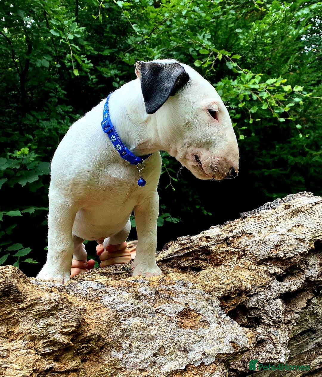 Bull Terrier dogs for sale: Beautiful top class puppy boy - Image 2