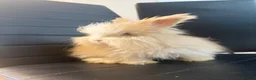 Angora rabbits for sale: Pure bred Angora babies - Advert 3