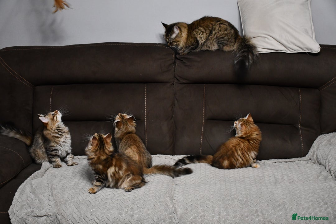 Siberian cats for sale: Siberian From Tunguska House Cattery - Advert 8