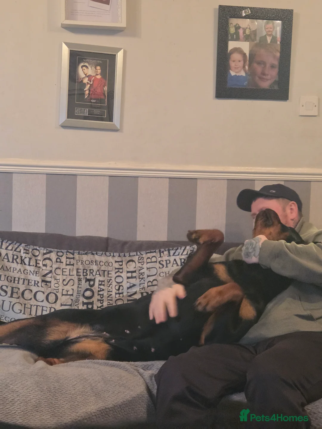 Rottweiler dogs for sale: Stunning ruby  - Advert 12