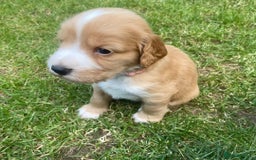 Cocker Spaniel dogs for stud: Cocker spaniel for stud - Image 13
