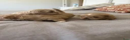 Shih Tzu dogs for sale: Imperial Shihtzu  - Advert 9