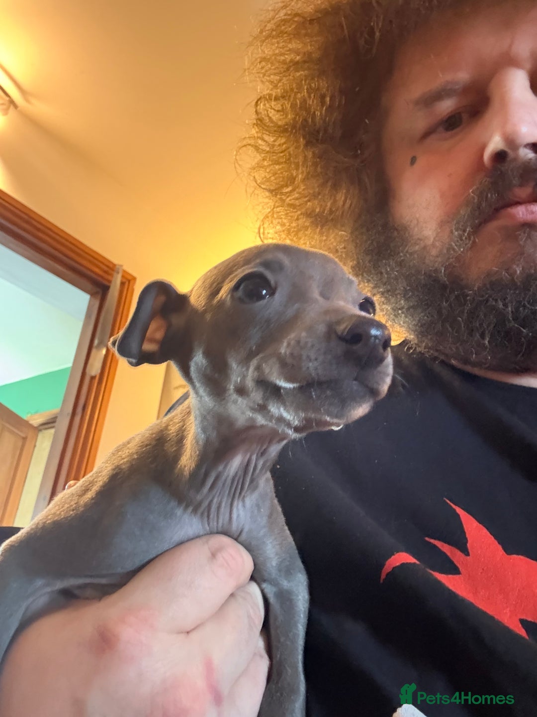 Italian Greyhound dogs for sale: Italian greyhound pups - Image 4