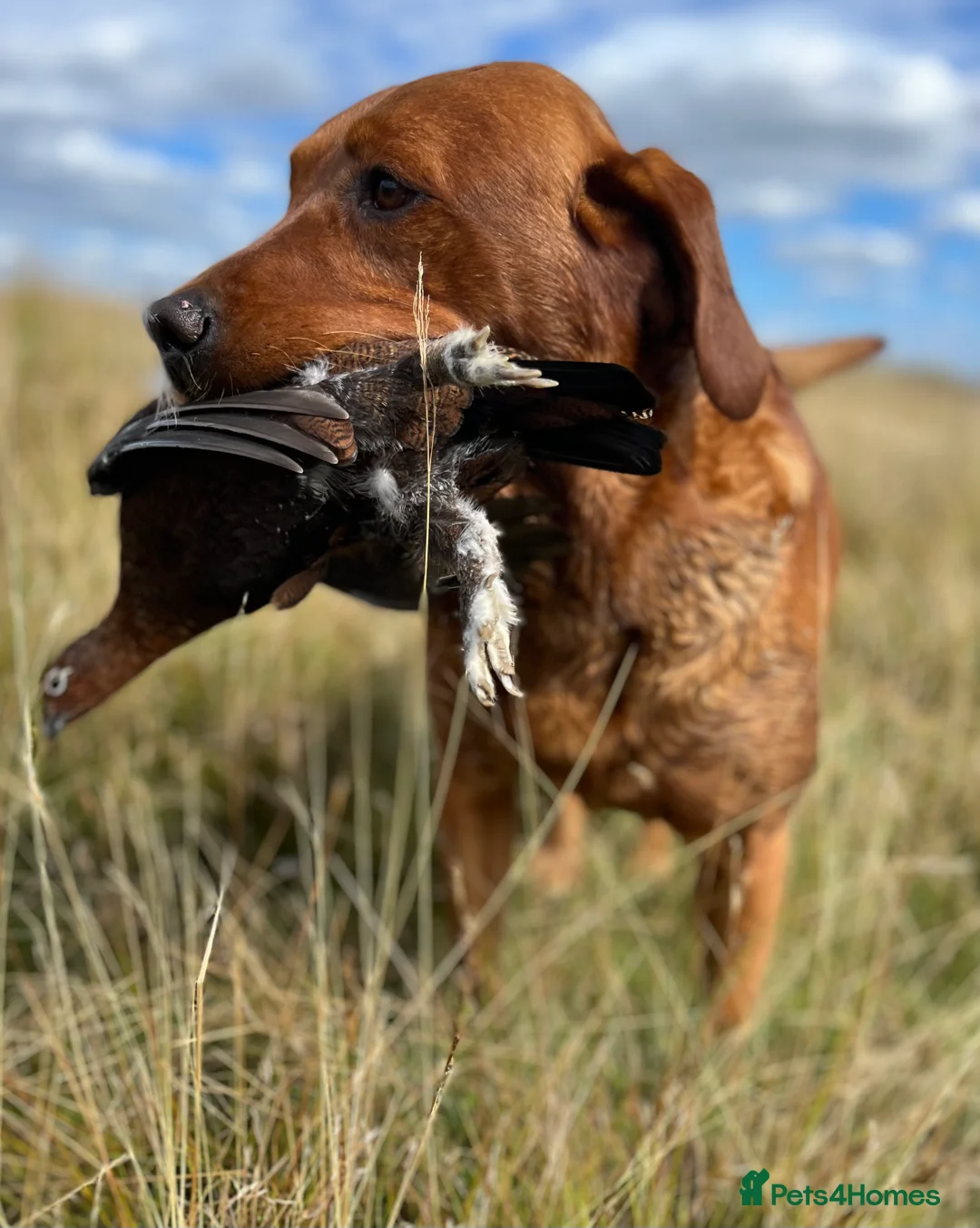Labrador Retriever dogs for stud: Fox red labrador for stud- Fully health tested in Leyburn - Advert 4