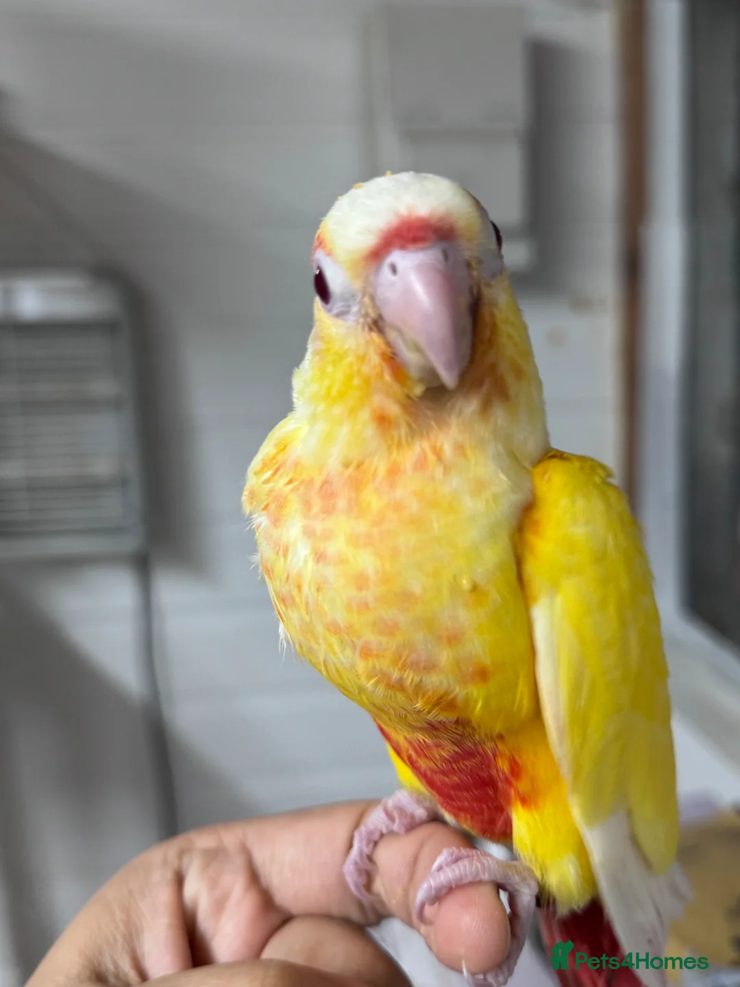 Conures birds for sale: Baby Conures available for new homes - Advert 2