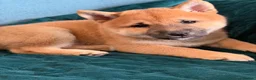 Japanese Shiba Inu dogs for sale: Last Lovely Shiba Inu Puppy, Ready for home now! - Advert 3