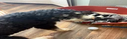 Bernedoodle dogs for sale: Stunning bernedoodle puppies  - Advert 27