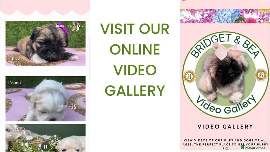 Pekingese dogs for sale: ⭐️PUPPIES ARRIVED⭐️ - Advert 17