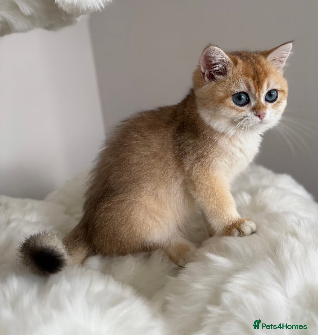 British Shorthair cats for sale: British Shorthair Golden Lilac kittens  - Image 19