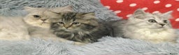 Persian cats for sale: Persian kittens - Advert 4