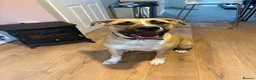 Mixed Breed dogs for sale: Cane corse/ rottie - Advert 1