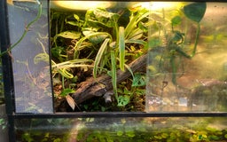 Frog reptiles for sale: Fire belly toads and dart frog - Image 7