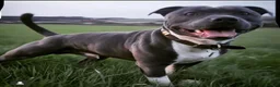 Staffordshire Bull Terrier dogs for sale: BEST OF THE BEST RARE STAFFORDSHIRE BULL TERRIERS - Advert 7