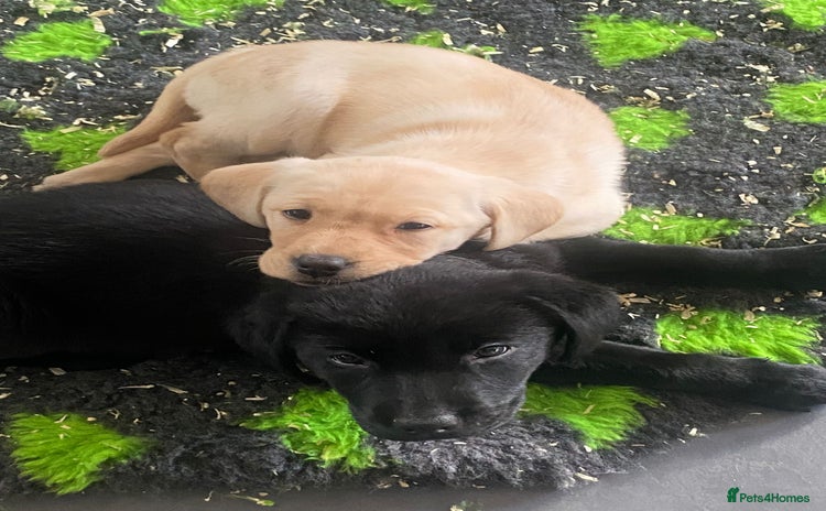 Labrador Retriever dogs - Advert 4