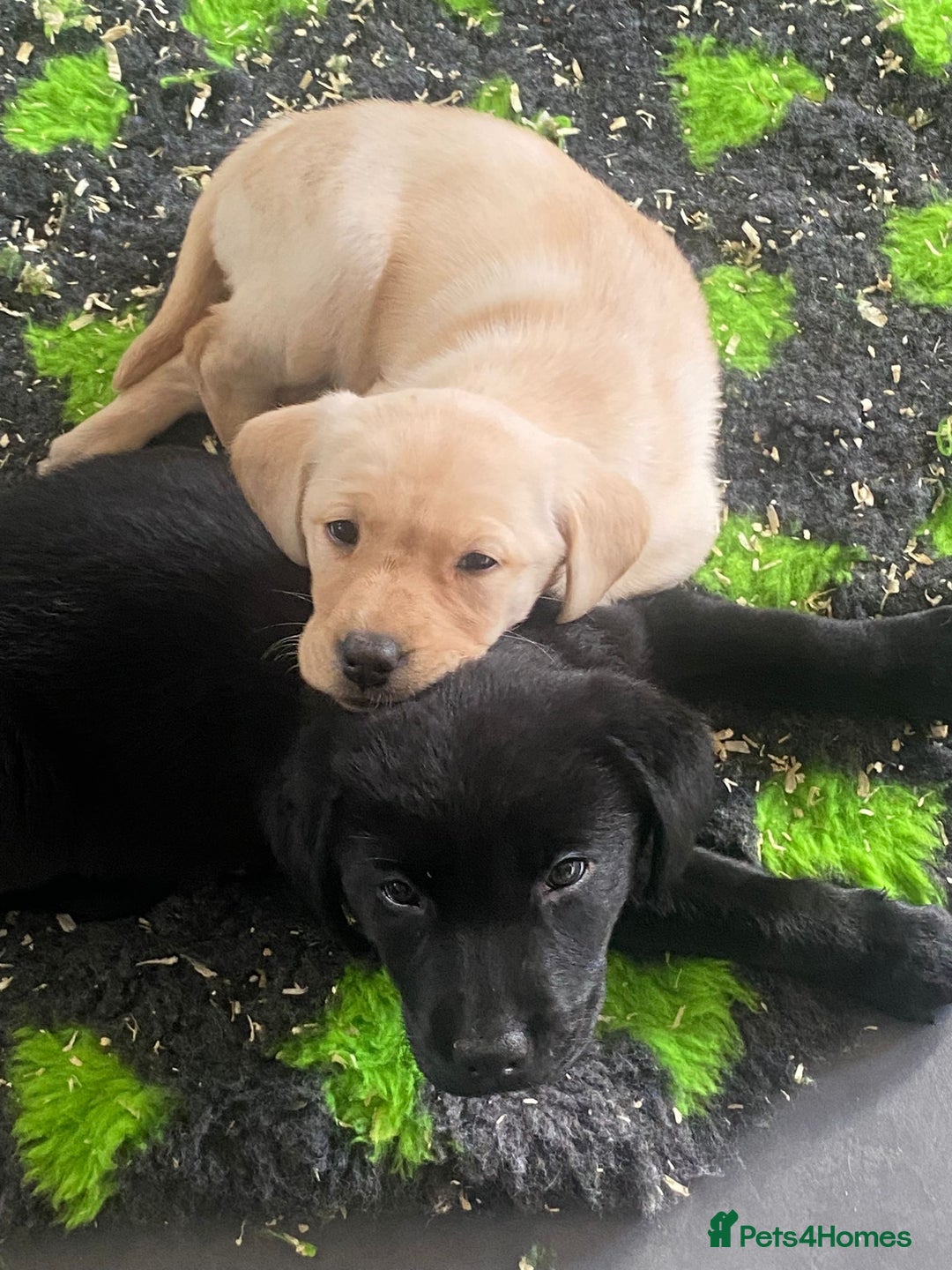 Labrador Retriever dogs for sale: Yellow and Labrador puppiea - Advert 10