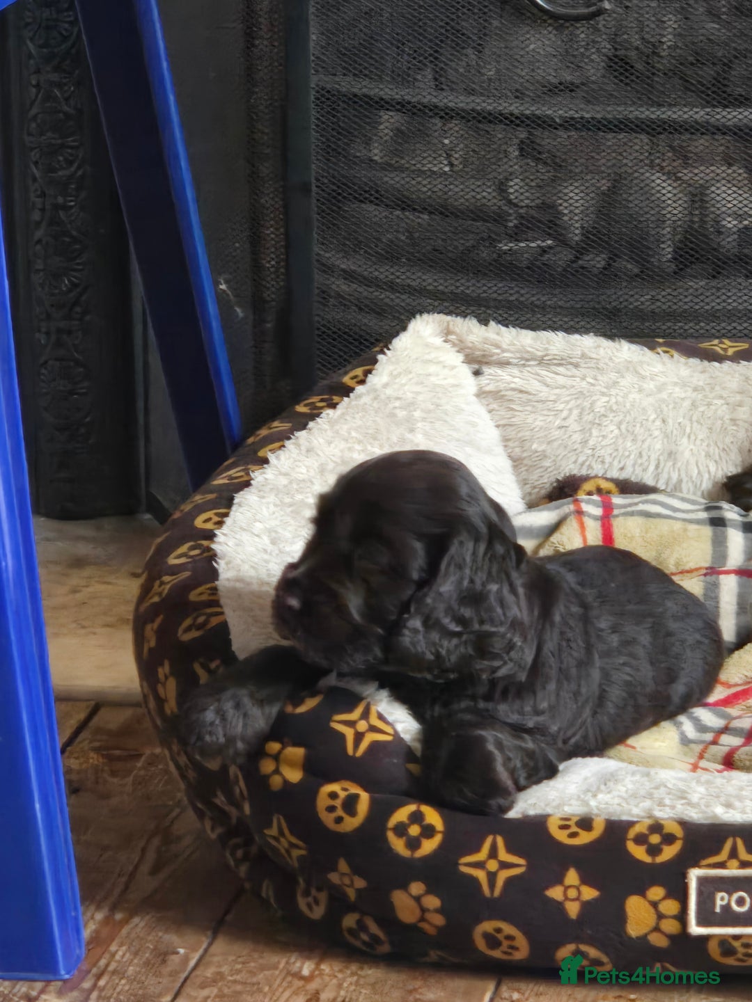 Cocker Spaniel dogs for sale: Cocker Spaniel Show type Chocolate Puppies  - Image 5