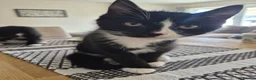 Domestic Shorthair cats for sale: 2 adorable little kittens ready for new homes - Advert 2