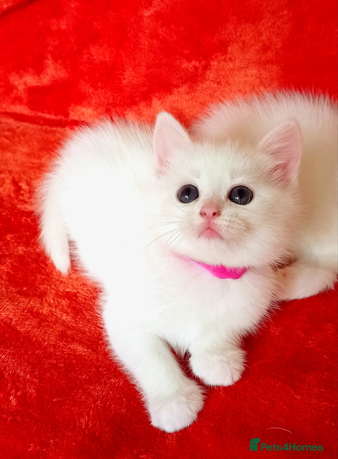 British Shorthair cats for sale: British shorthair Ragdoll mix - Advert 19