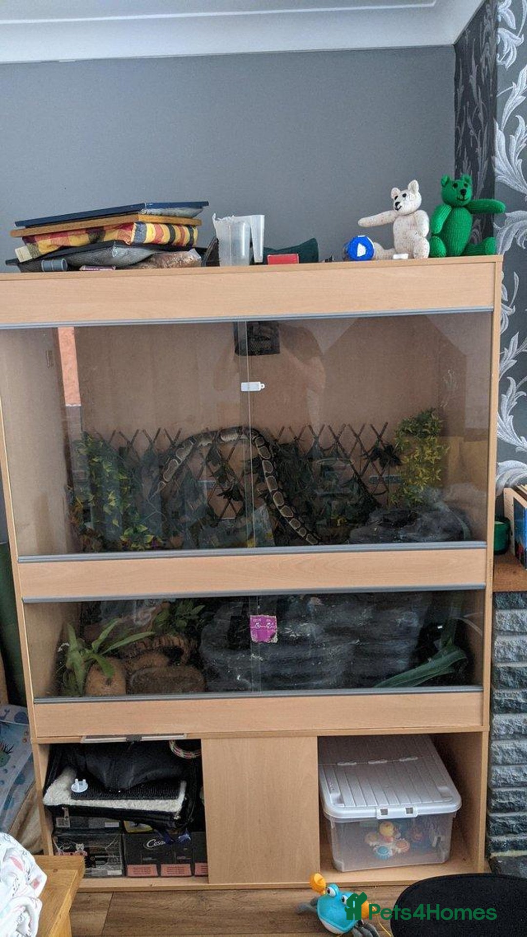Python Snake reptiles for sale: Royal python: Mitch - Image 2