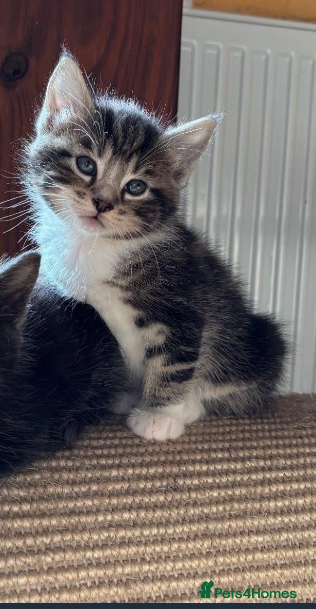 Persian cats for sale: Rag doll x Persian kitten  - Advert 16