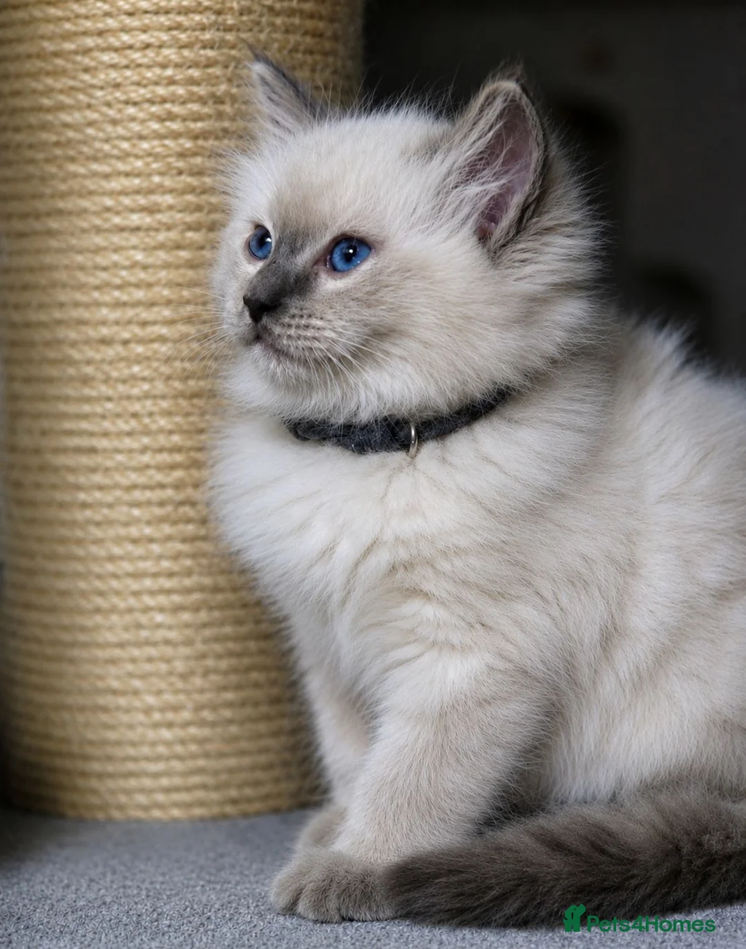 Ragdoll cats for sale: ✨️ Beautiful TICA-Registered Ragdoll Kittens ✨️ - Advert 1
