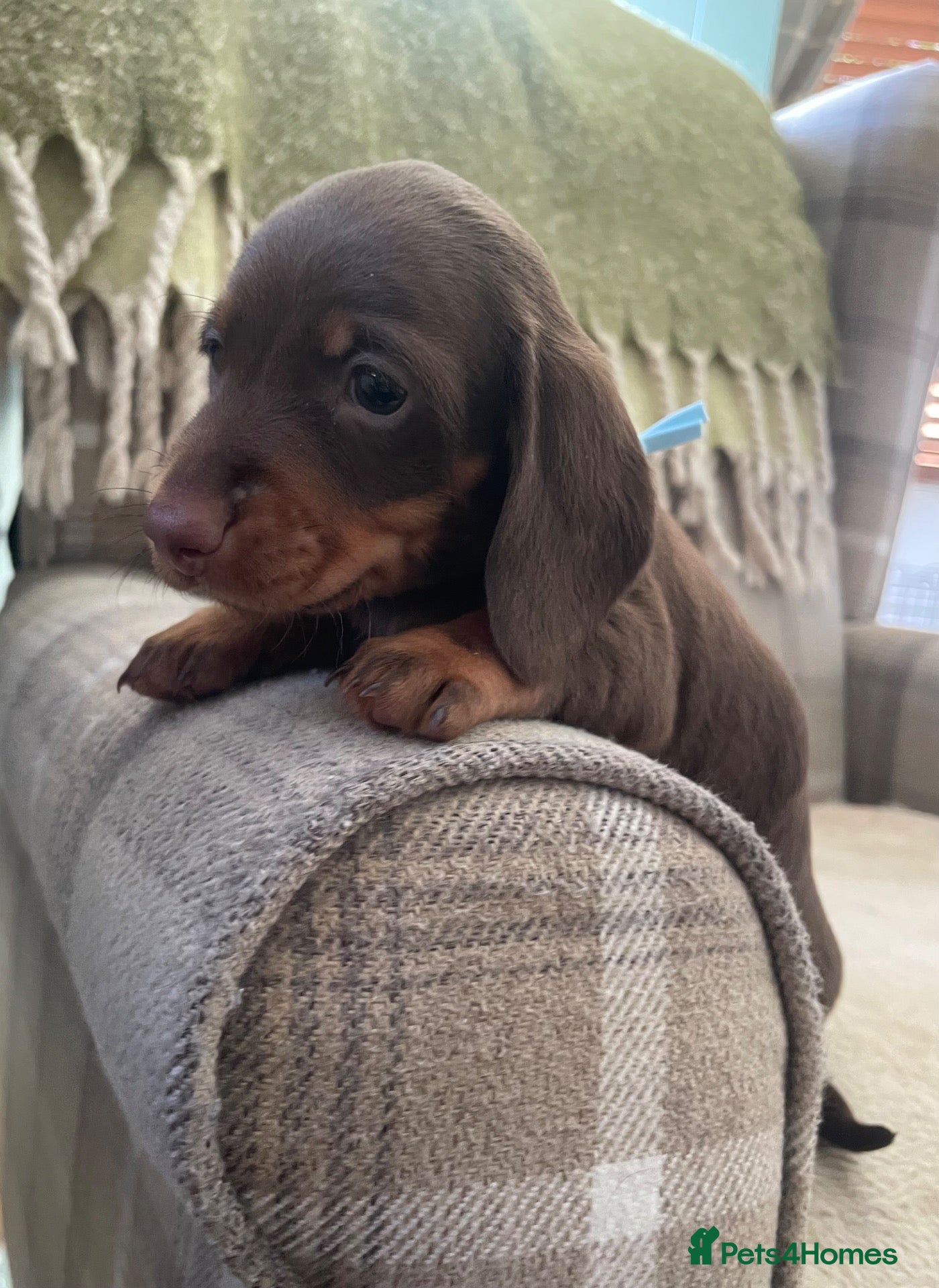 Miniature Dachshund dogs KC reg small Mini Dachshund puppies - Advert 2