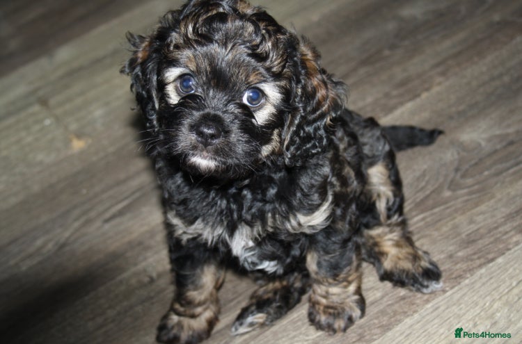 Cavapoo dogs Male Cavapoo from health tested parents  - Advert 9