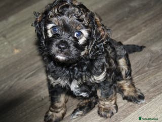 Cavapoo dogs Male Cavapoo from health tested parents - Advert 13