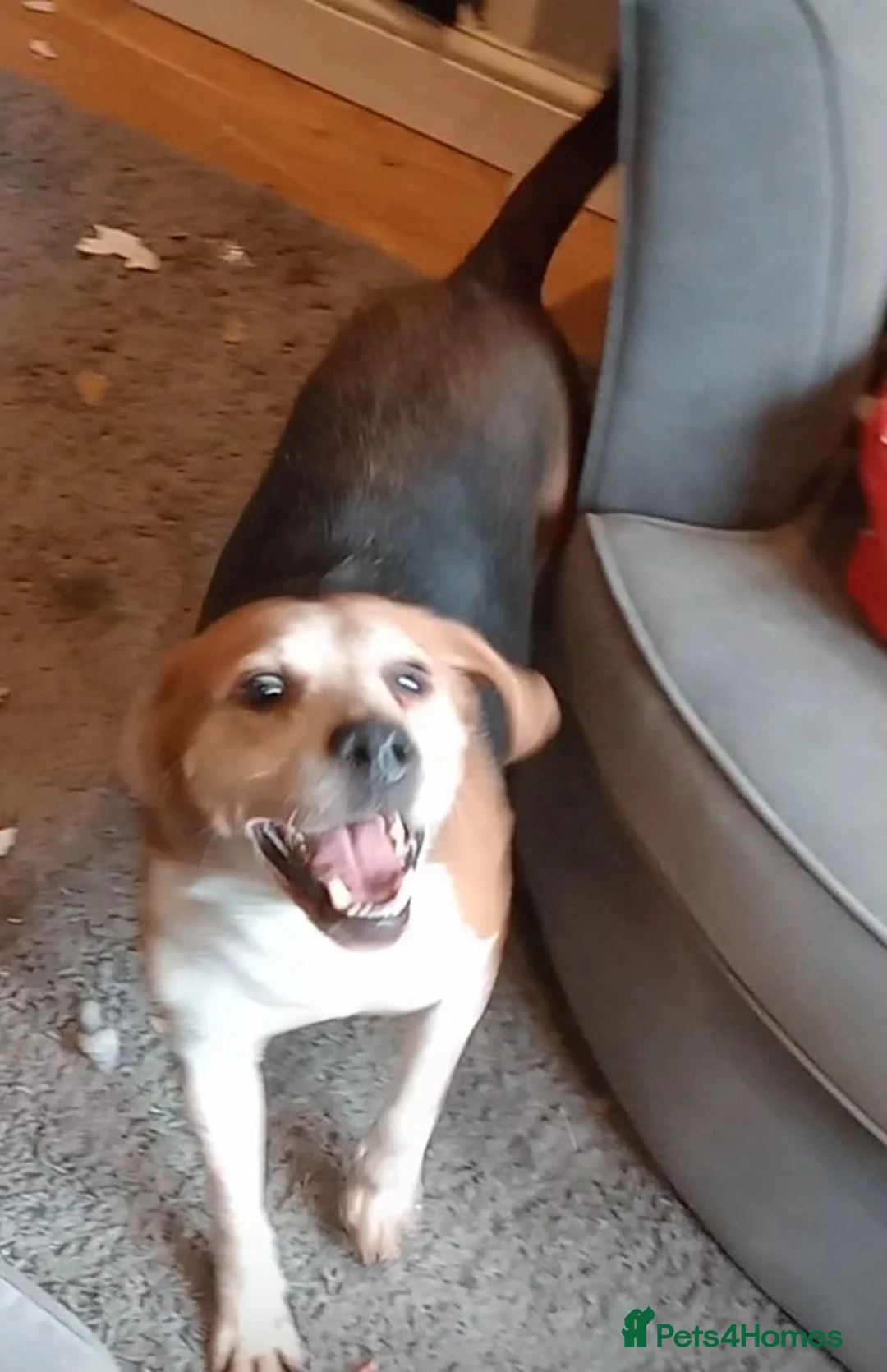 Beagle dogs for sale: Bruno - Beagle (new pictures & info on request) - Advert 2