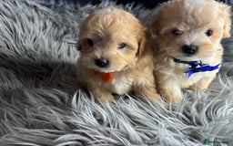 Maltipoo dogs for sale: TINY TOY F1 HEALTH TESTED MALTIPOO PUPS - Image 6