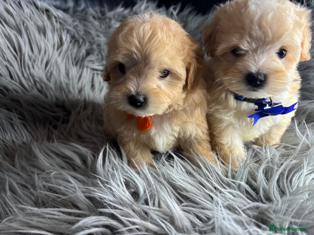 Maltipoo dogs for sale: TINY TOY F1 HEALTH TESTED MALTIPOO PUPS - Image 6