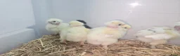 Mixed Breed poultry for sale: Chicks looking for new Home.  - Advert 3