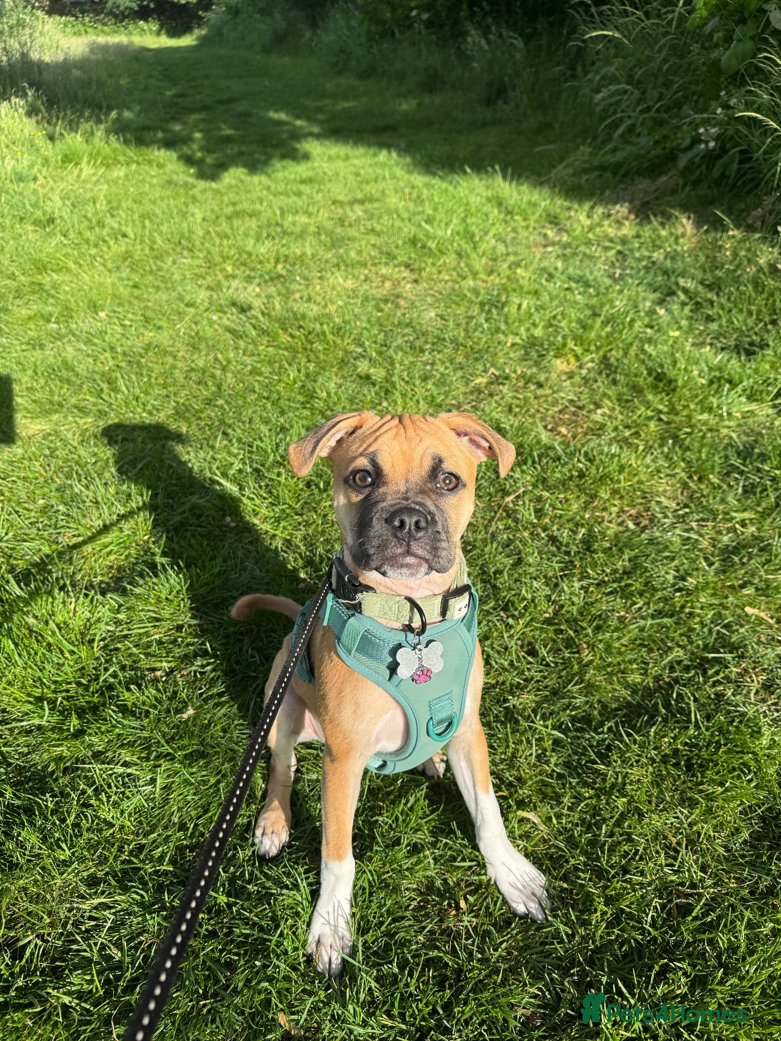 Mixed Breed dogs Luna  - Advert 1