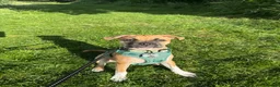 Mixed Breed dogs for sale: Luna  - Advert 1