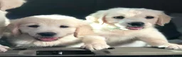 Golden Retriever dogs for sale: Championship lines puppies-ready now - Advert 9