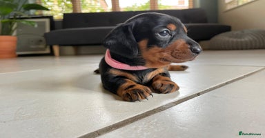 Miniature Dachshund dogs - Advert 7