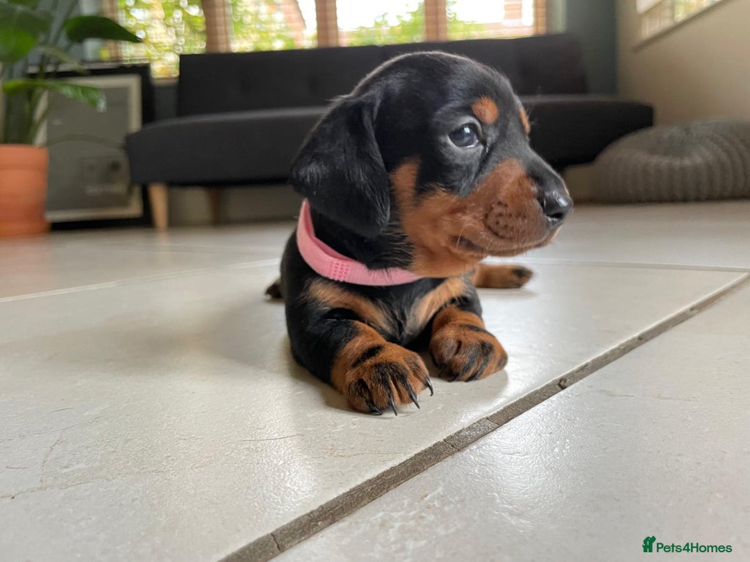 Miniature Dachshund dogs for sale: KC Registered Miniature Dachshund Puppies    - Image 2