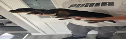 Dachshund dogs for sale: Beautiful Teckel Dachshund puppies for sale - Advert 4