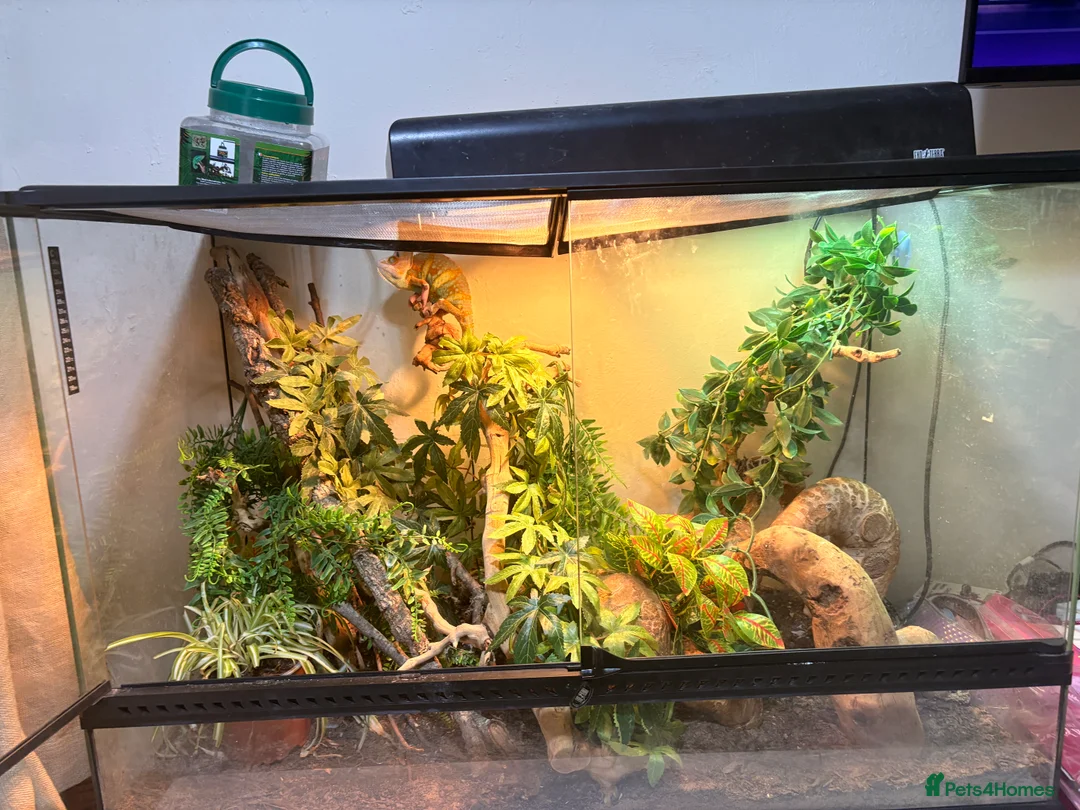 Chameleon reptiles for sale: Pieeyed chameleon  - Advert 2